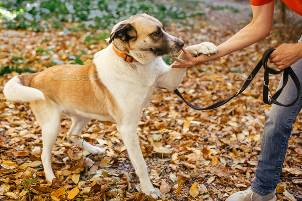 Portrait of cute scared dog giving paw to volunteer in autumn park. Adoption from shelter concept. Mixed breed yellow brown dog. Sweet dog in shelter with sad eyes