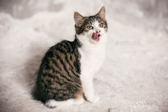 Cute tabby kitten with sweet looking eyes yawning on background of grey wall. Adorable homeless kitty licking with tongue after delicious meal . Copy space. Adoption concept