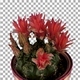 Time-lapse of red cactus buds opening with ALPHA channel - VideoHive Item for Sale