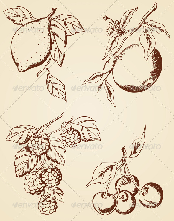 Hand Drawn Berries and Fruits - Flowers & Plants Nature