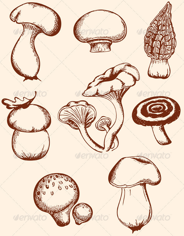 Set of Vintage Forest Mushrooms - Flowers & Plants Nature