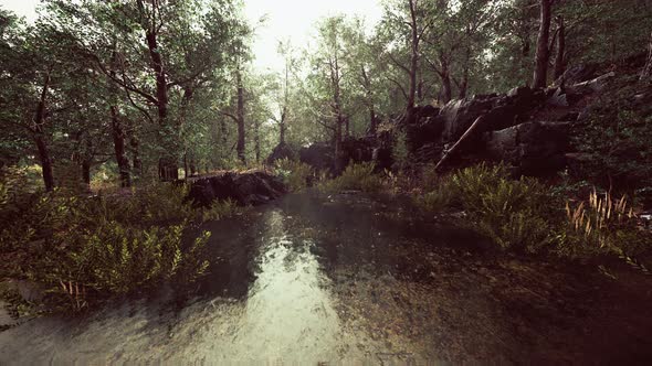 Summer Forest Landscape with Green Deciduous Trees on the Bank of the Small Pond alt
