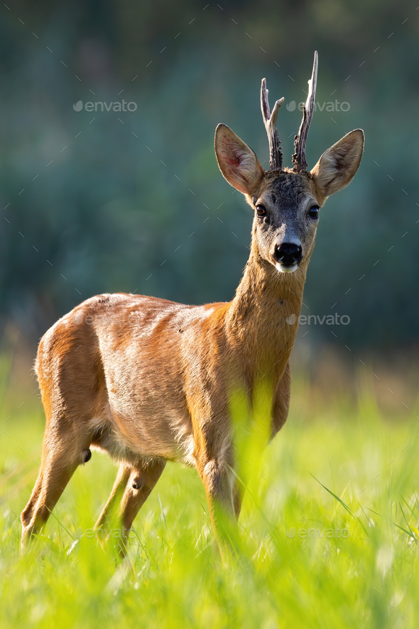 Impressive roe deer buck standing on meadow from close up - Stock Photo - Images