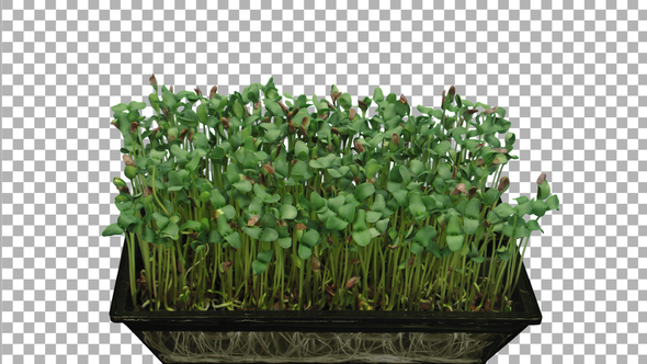 Time-lapse of germinating microgreens caraway seeds with ALPHA channel alt