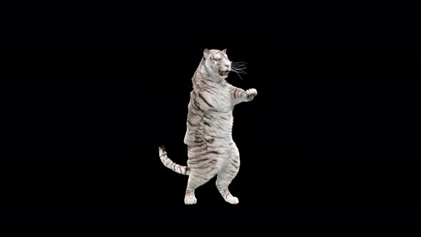 White Tiger Dancing 4K alt
