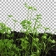 Phototropism effect in growing carrots with ALPHA channel - VideoHive Item for Sale
