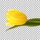 Time-lapse of opening yellow tulip with ALPHA channel, vertical orientation - VideoHive Item for Sale