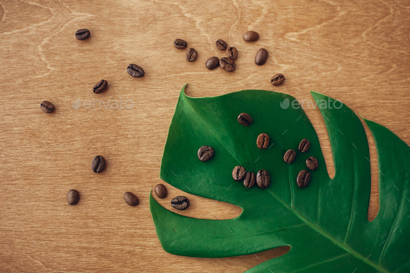 Stylish image of roasted coffee beans on green monstera leaf on rustic wood in light, flat lay. Eco coffee beans concept, morning hot drink with energy and aroma. Copy space. Green technology