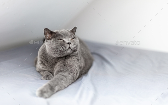 Happy British cat smiling with his eyes closed when lying on bed