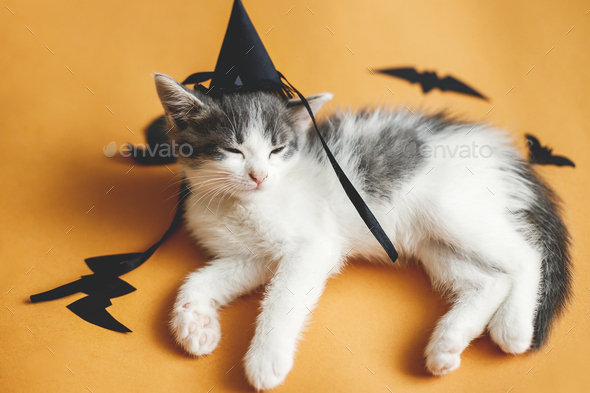 Happy Halloween. Sleepy kitty in witch hat lying at black bats on orange background. Funny kitten resting on paper with halloween decorations.