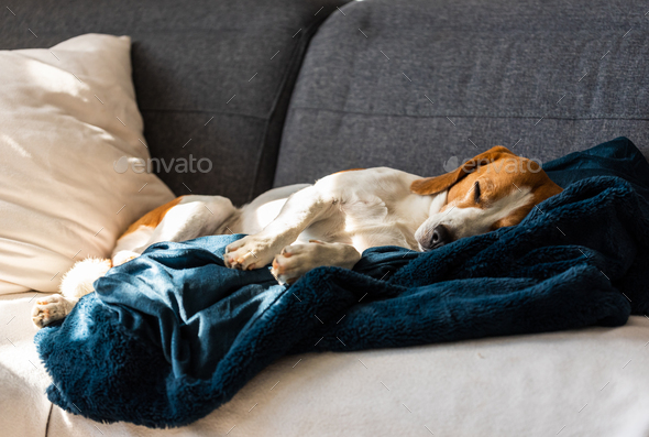 Beagle dog tired sleeps on a couch in sun rays