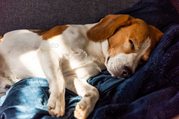 Beagle dog tired sleeps on a couch in sun rays