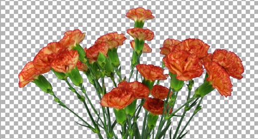 Dianthus