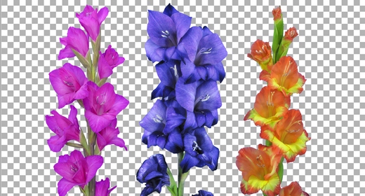Gladiolus