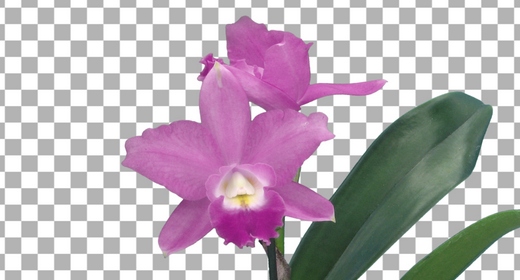 Orchid
