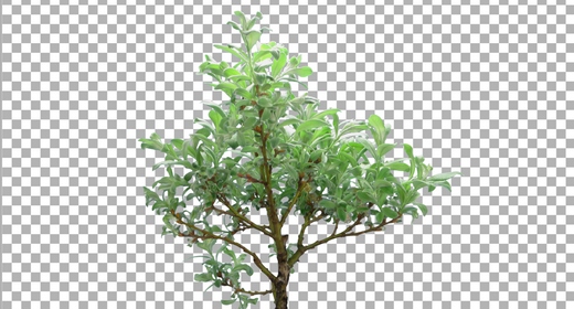 Other Plants, Trees and Flowers