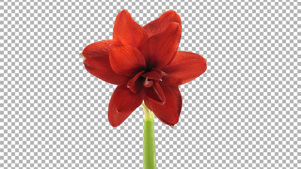 Time-lapse of opening Hot Peacock amaryllis Christmas flower with ALPHA channel alt