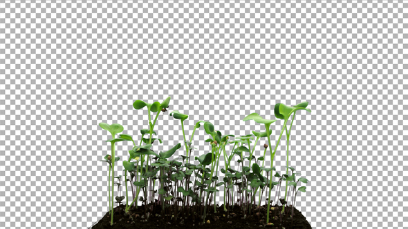 Time-lapse of germinating microgreens mixed seeds with ALPHA channel alt