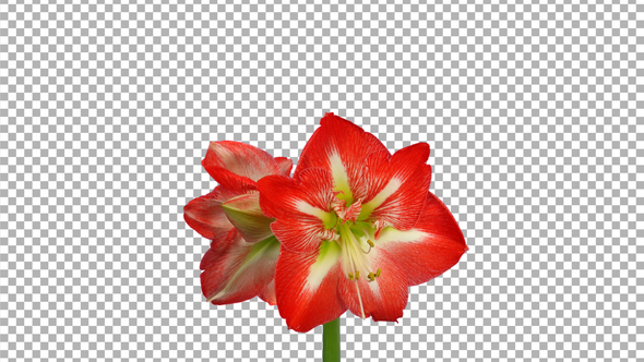 Time-lapse of opening amaryllis Christmas Star flower with ALPHA channel alt