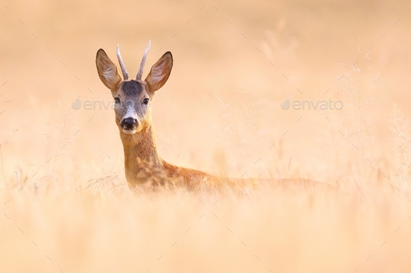 Alert roe deer buck hiding on a grain field and looking into camera in summer - Stock Photo - Images
