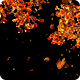 Autumn Maple Trees with Falling Leaves on Transparent Background - VideoHive Item for Sale