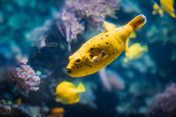 Yellow Blackspotted Puffer Or Dog-faced Puffer Fish Arothron Nigropunctatus Swimming In Water. If