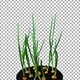 Phototropism effect in growing onions with ALPHA channel - VideoHive Item for Sale