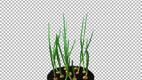 Phototropism effect in growing onions with ALPHA channel alt