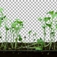 Time-lapse of germinating microgreens broccoli seeds with ALPHA channel - VideoHive Item for Sale