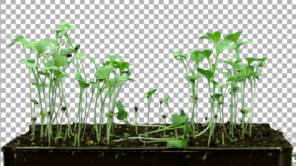 Time-lapse of germinating microgreens broccoli seeds with ALPHA channel alt