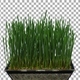 Time-lapse of germinating microgreens wheat seeds with ALPHA channel - VideoHive Item for Sale