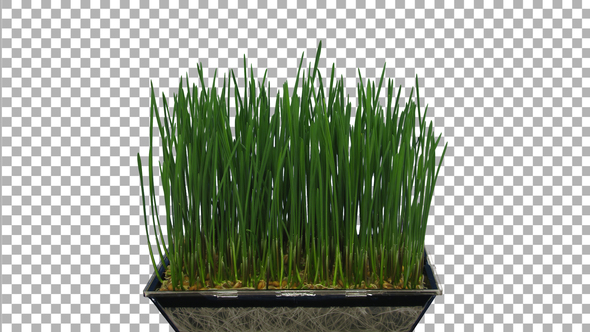 Time-lapse of germinating microgreens wheat seeds with ALPHA channel alt