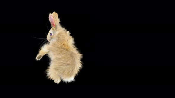 68 Rabbit One Hand Club Combo 4K alt