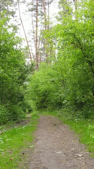 Vertical Video of Forest with Pine Trees in Summer alt