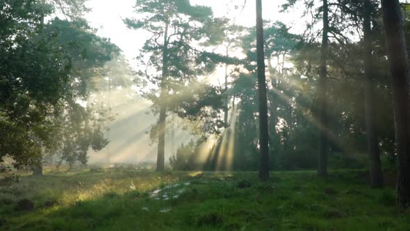 Beautiful sunlight in the forest