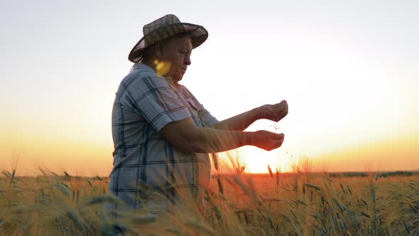 Agriculture Wheat Harvest alt