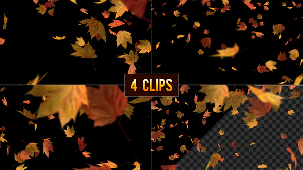 Falling Maple Leaves on Transparent Background - 4 Clips