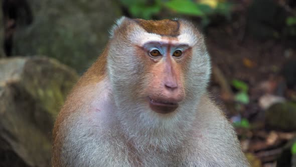 portrait of a monkey in the rainforest. Big face, primate emotions alt