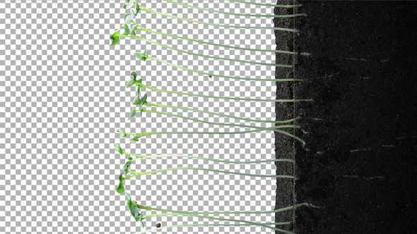 Time-lapse of germinating rapeseed with ALPHA channel, vertical orientation alt