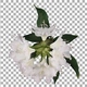 Time-lapse of opening rhododendron plant with ALPHA channel, top view - VideoHive Item for Sale