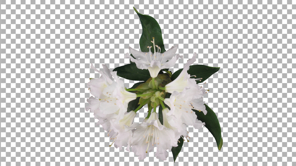 Time-lapse of opening rhododendron plant with ALPHA channel, top view alt
