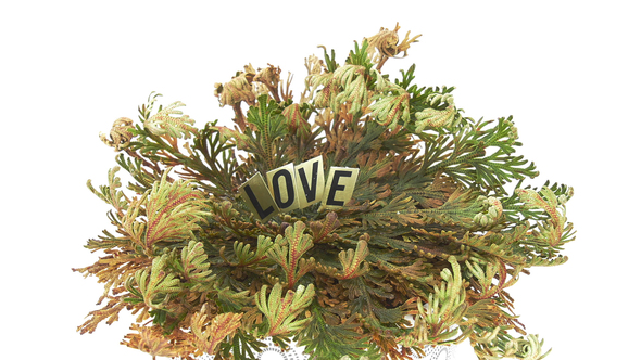 Time lapse of opening Rose of Jericho with LOVE word alt