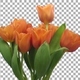 Time-lapse of opening red tulip Escape bouquet with ALPHA channel - VideoHive Item for Sale