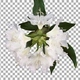 Time-lapse of dying rhododendron plant with ALPHA channel, top view - VideoHive Item for Sale