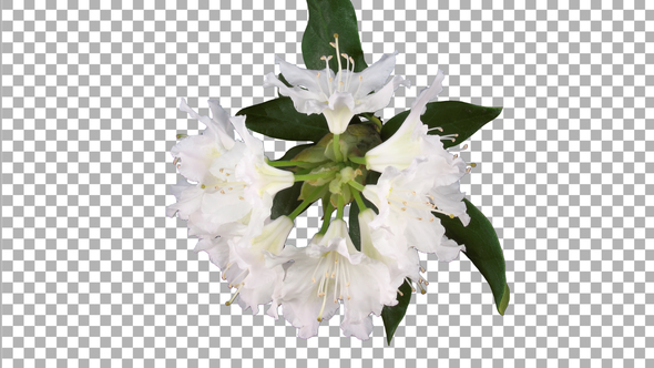 Time-lapse of dying rhododendron plant with ALPHA channel, top view alt
