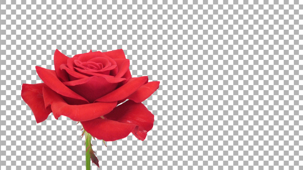 Time-lapse of opening red Kardinal rose with ALPHA channel