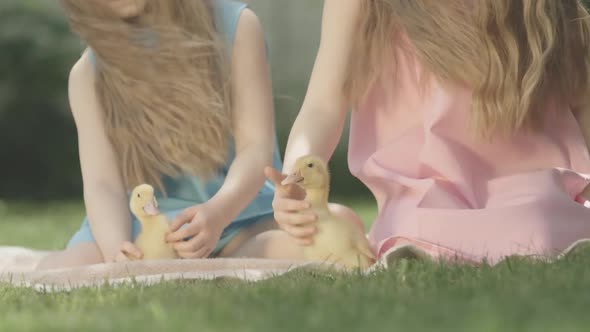 Unrecognizable Children Caressing Ducks on Sunny Summer Day Outdoors. Brunette Curly-haired alt