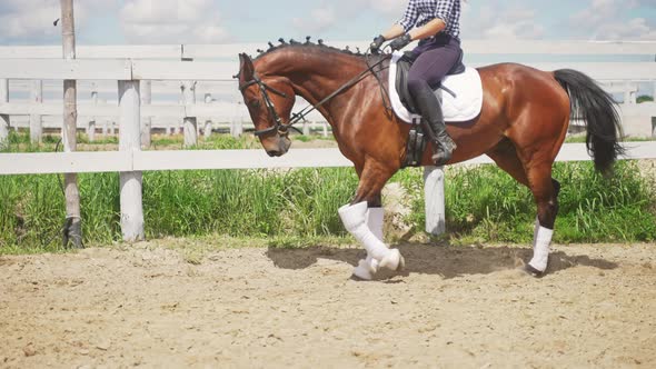 Competitive Woman On The Back Of Her Dark Bay Horse Riding In The Sandy Arena alt