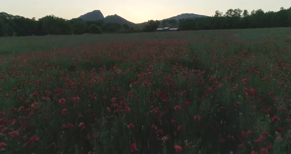 Flight Over Field of Red Poppies at Sunset