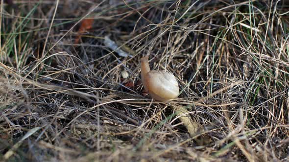 Snails in the grass. 4K video close-up of a small snail crawling on dry grass in the forest.
